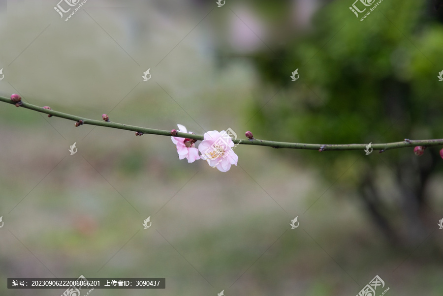 两朵梅花特写