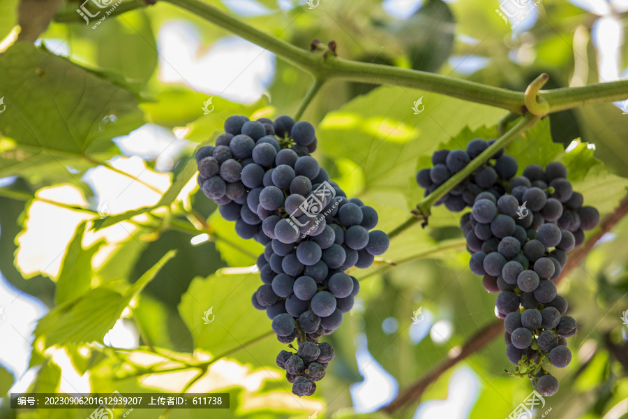 枝头成熟了的葡萄