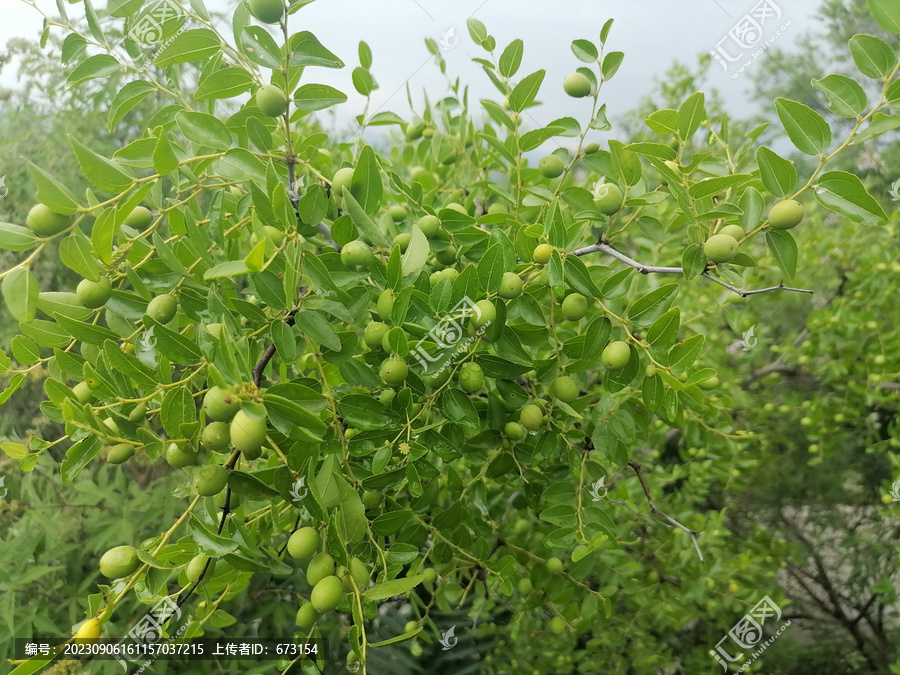 野酸枣树