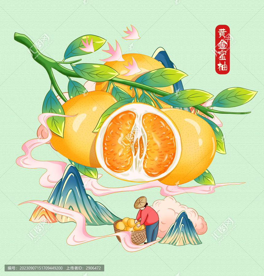 黃金蜜柚插畫手繪