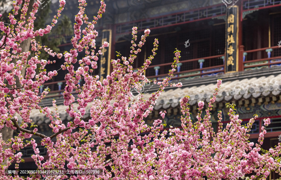 故宫桃花