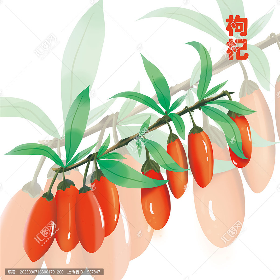 手繪枸杞包裝插畫(huà)