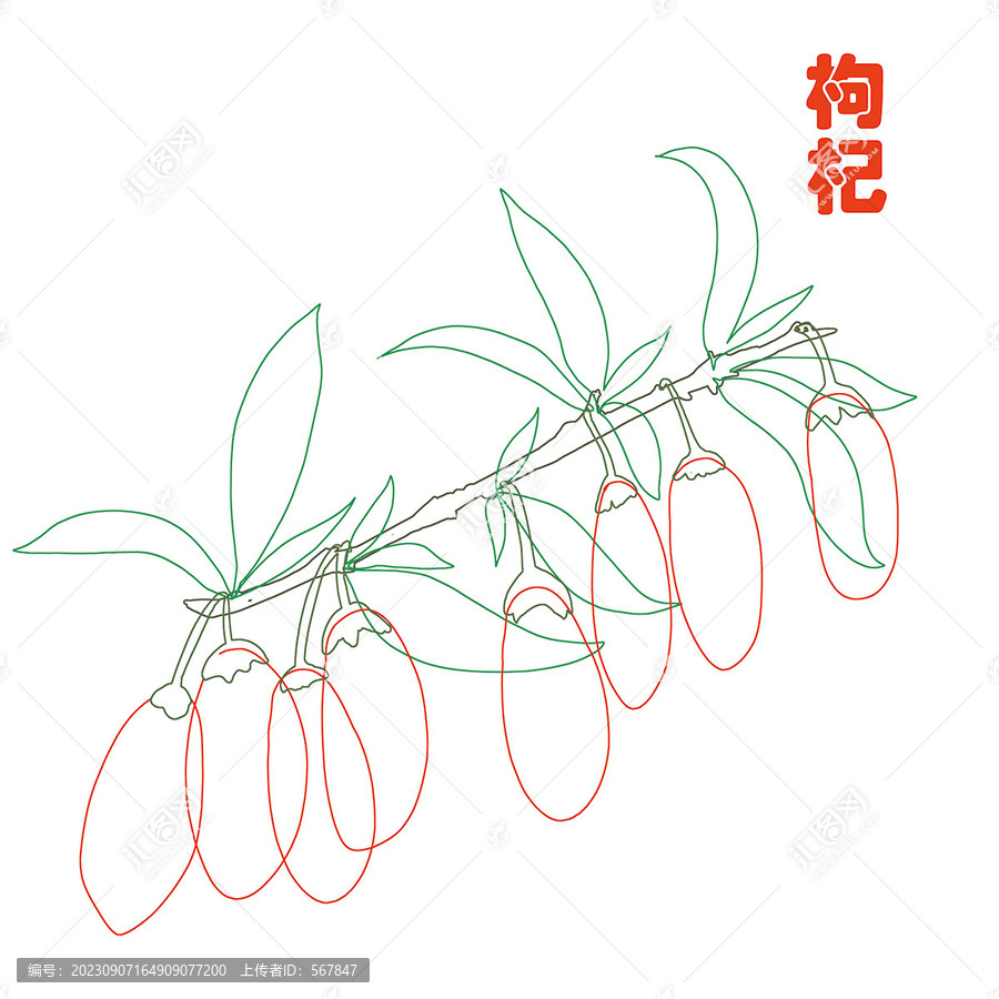 枸杞線稿