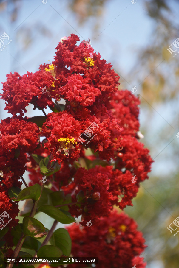 红色紫薇花