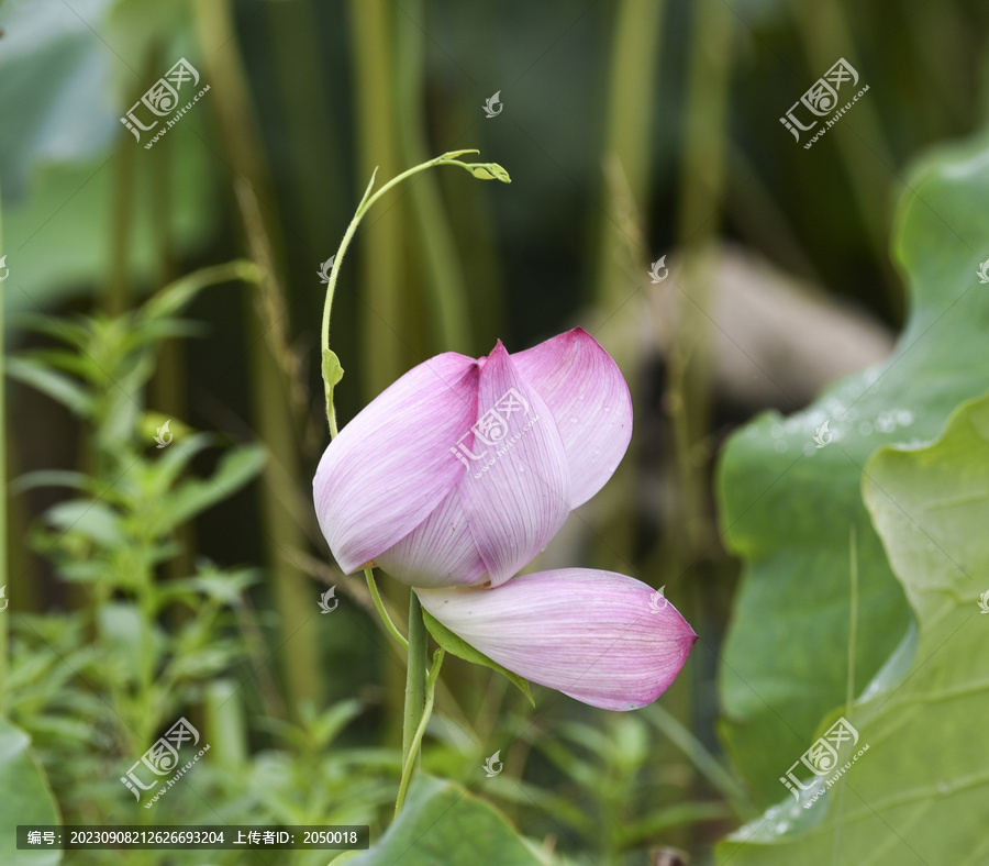 荷花莲花