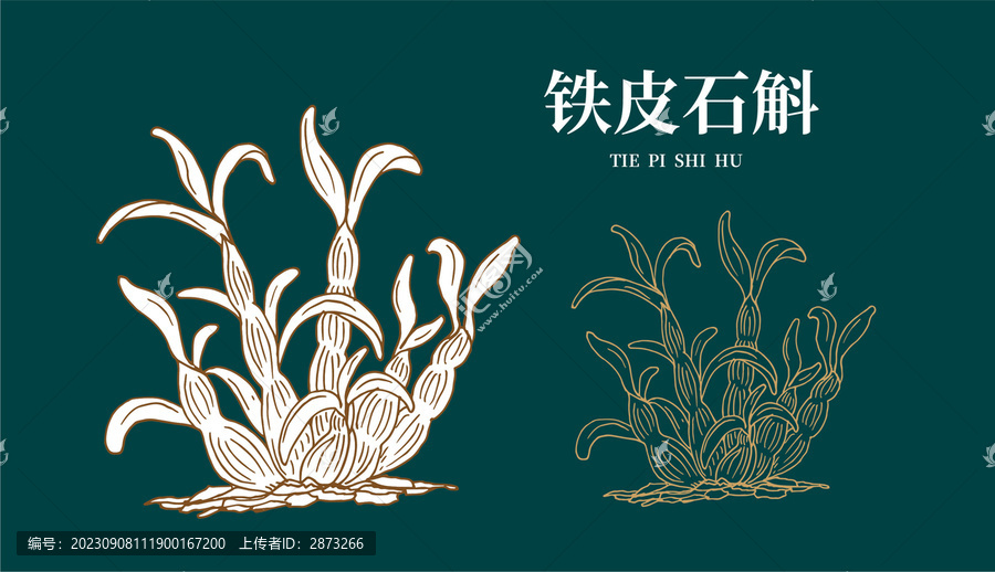 鐵皮石斛