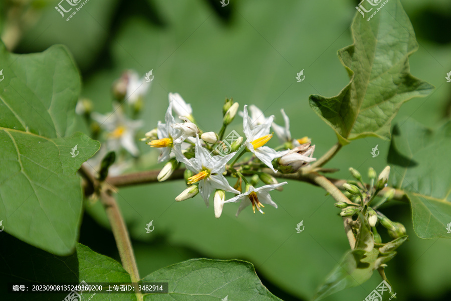 水茄的花