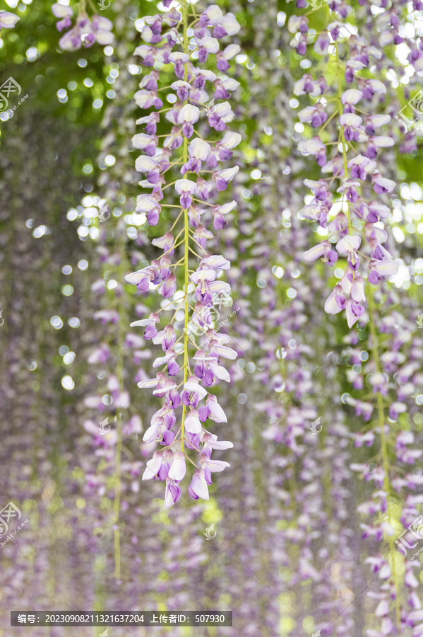 紫藤花