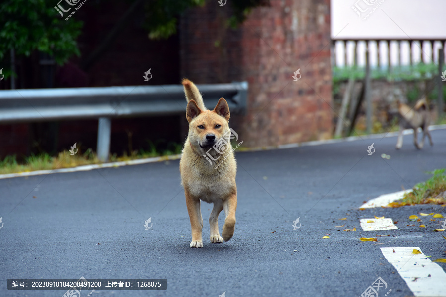 土狗中华田园犬