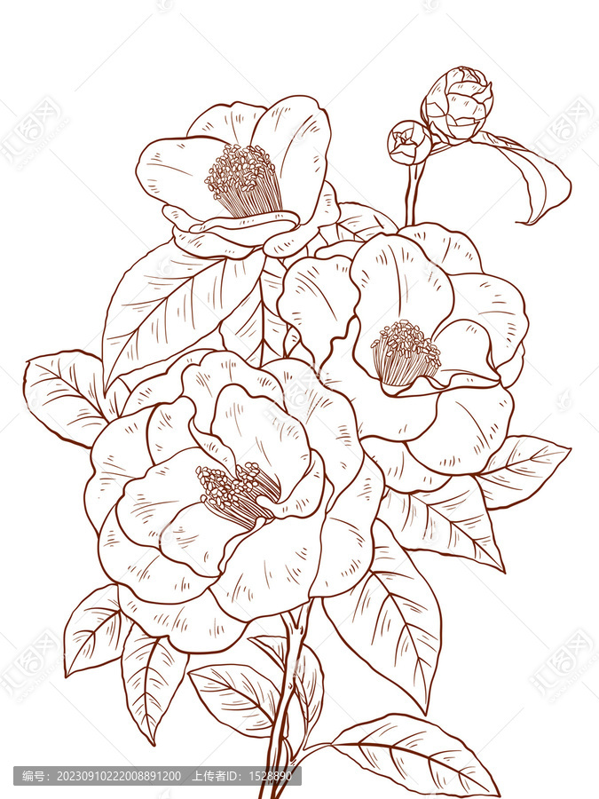 山茶花白描線(xiàn)稿