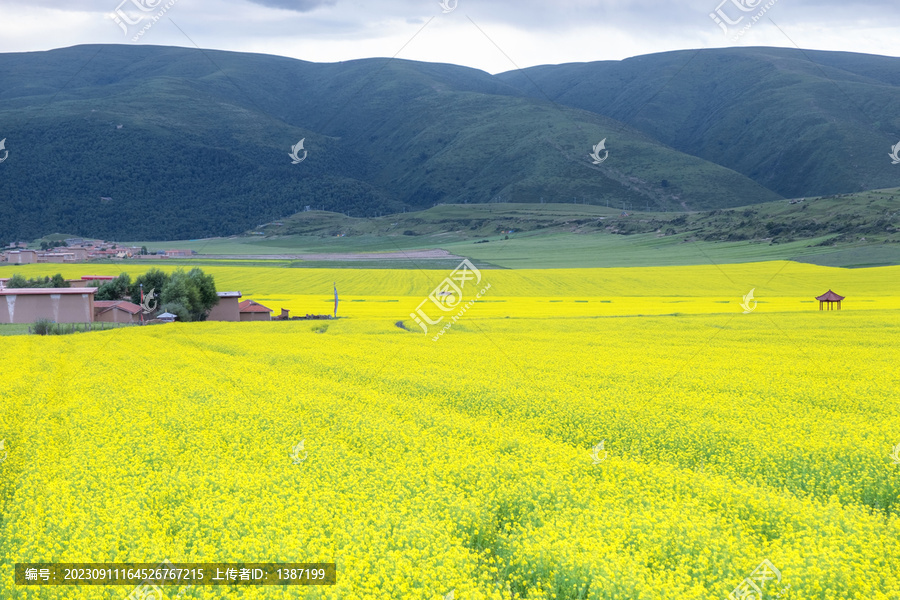 川西甘南油菜花海