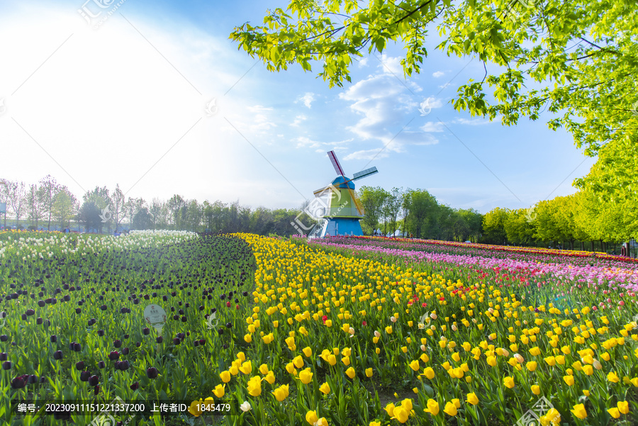 北京顺义国际鲜花港郁金香花开