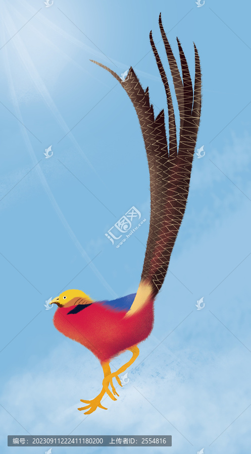 紅腹錦雞