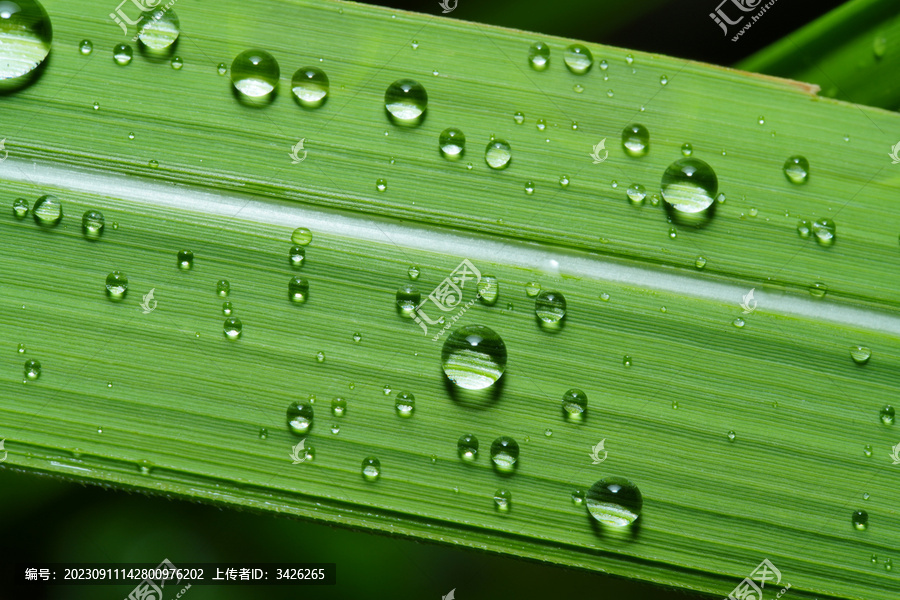 绿叶上雨滴的特写镜头