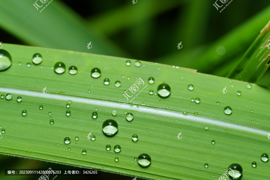 绿叶上雨滴的特写镜头