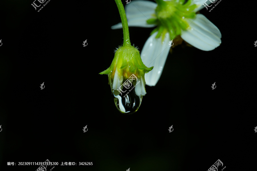 黑色背景下湿花的特写镜头