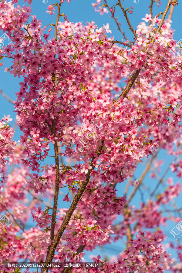 粉红的樱花