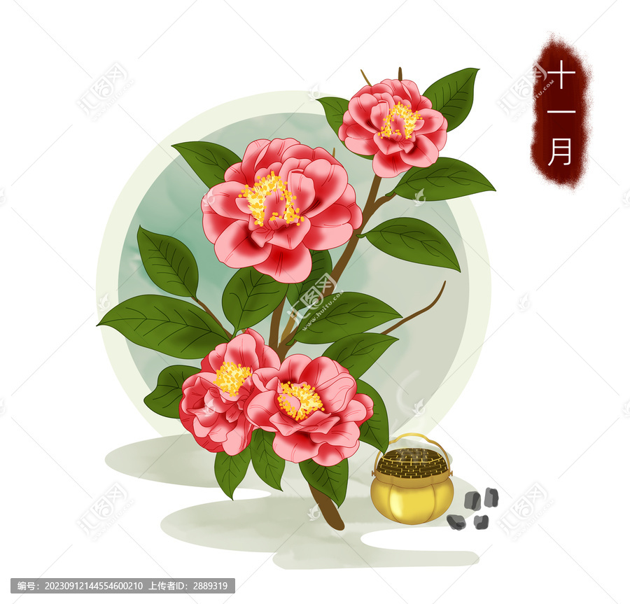 十二月花之茶花手繪插畫(huà)