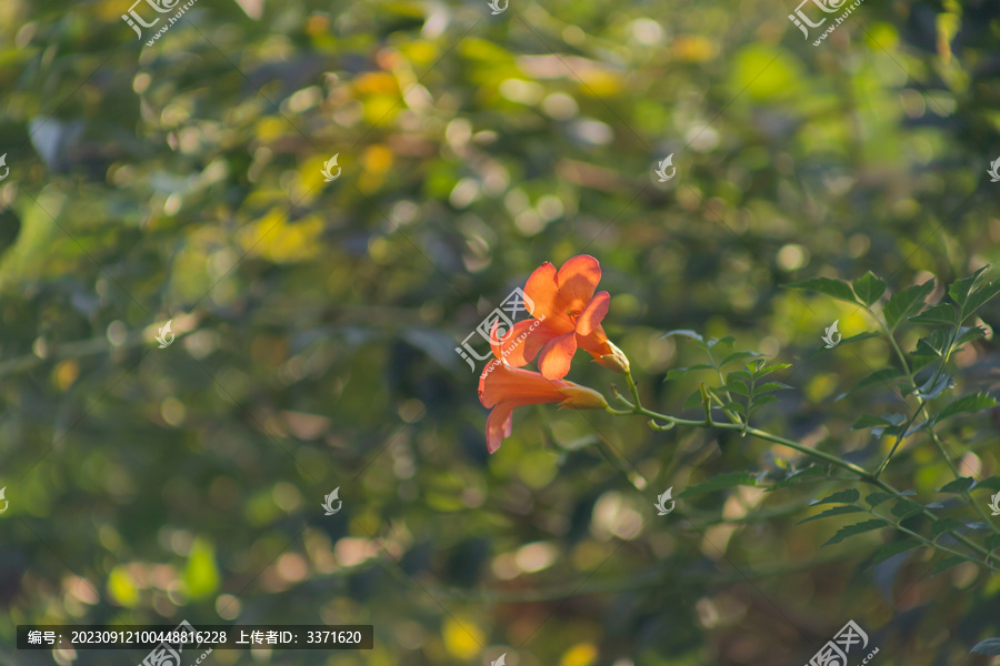 凌霄花