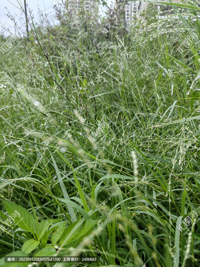 雨后草上水珠