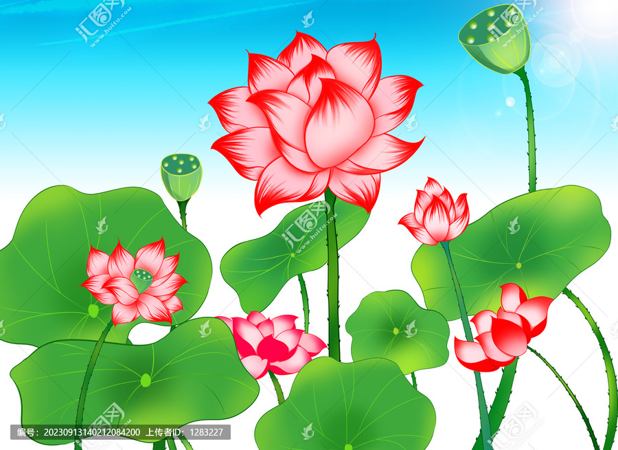 荷花