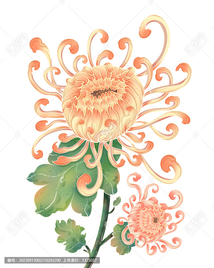 金絲菊