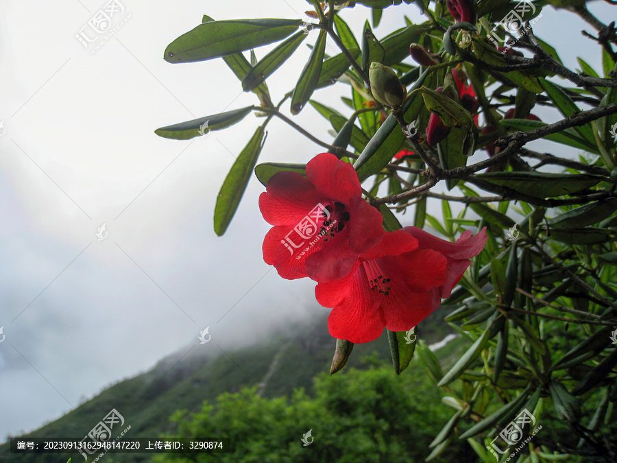 西藏墨脱美丽的红色花朵