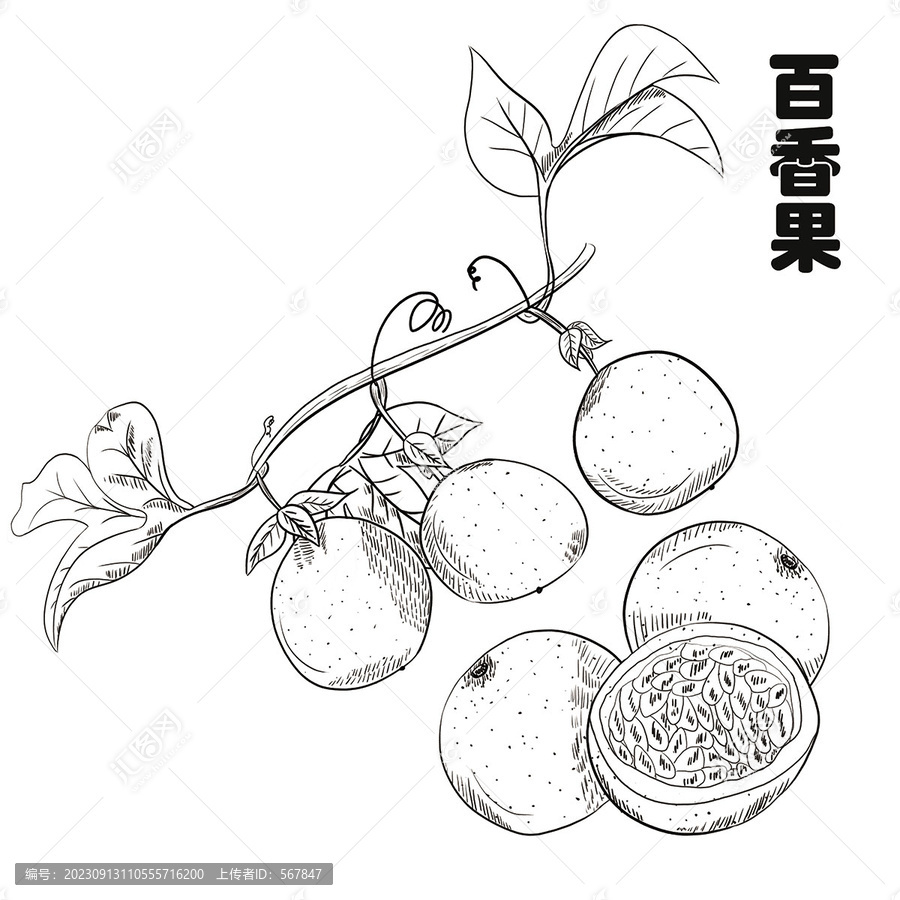 百香果線描