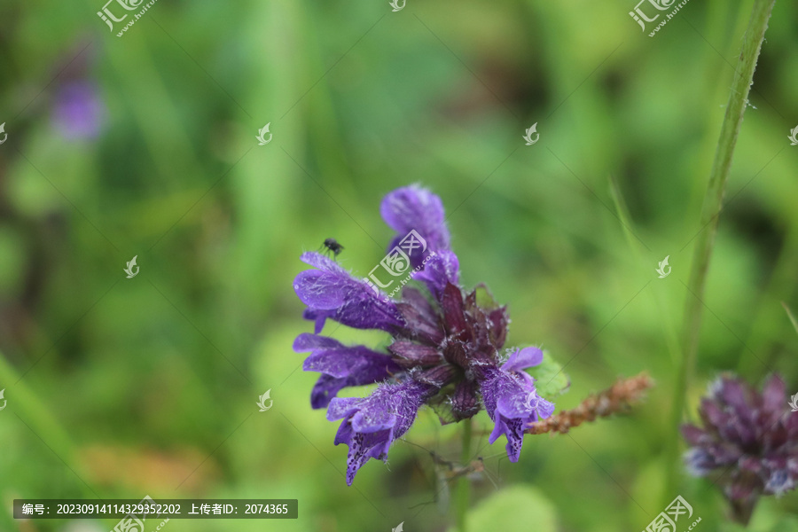 药水苏