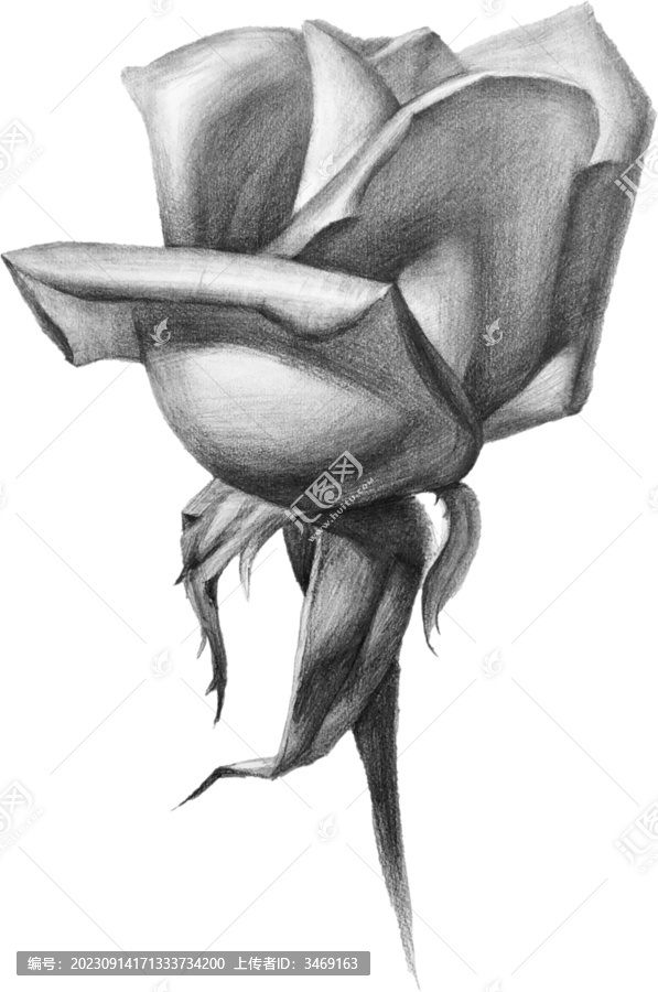 免摳素描手繪玫瑰花卉