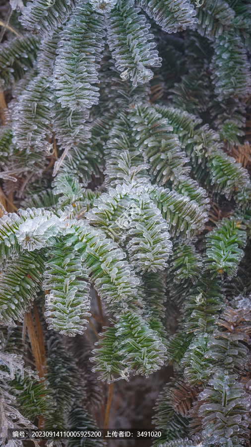 冬天冷冻冰霜的植物