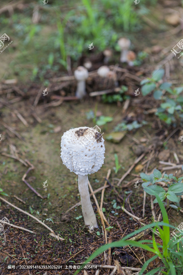 野生蘑菇野生菌