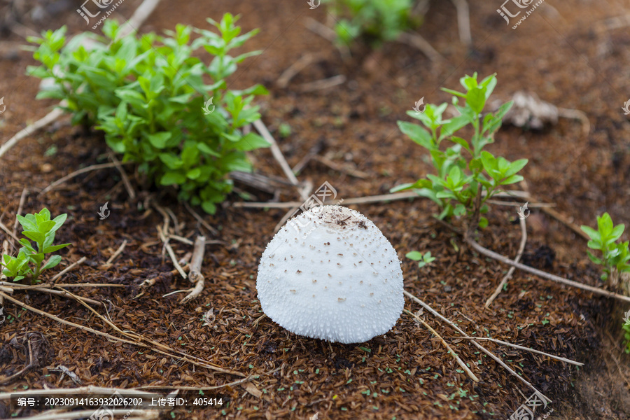 野生蘑菇野生菌