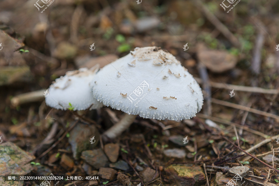 野生蘑菇野生菌