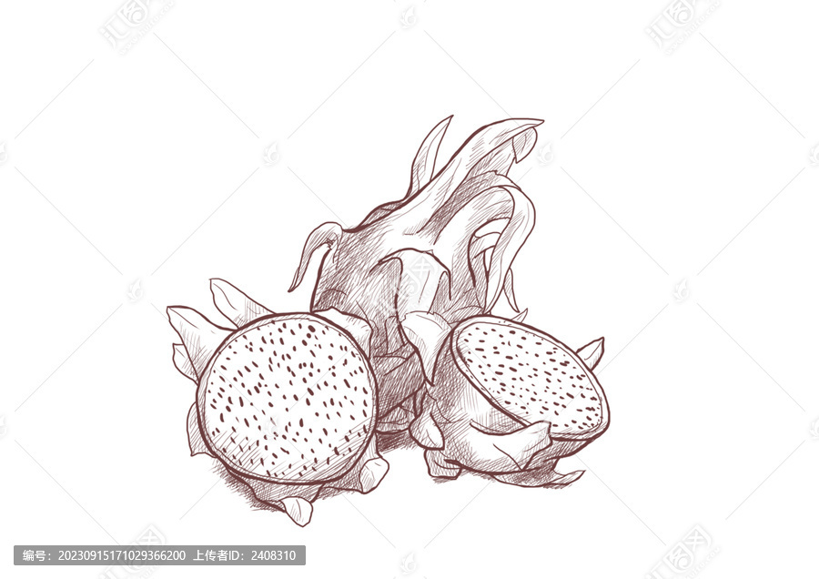 火龍果手繪素描插畫