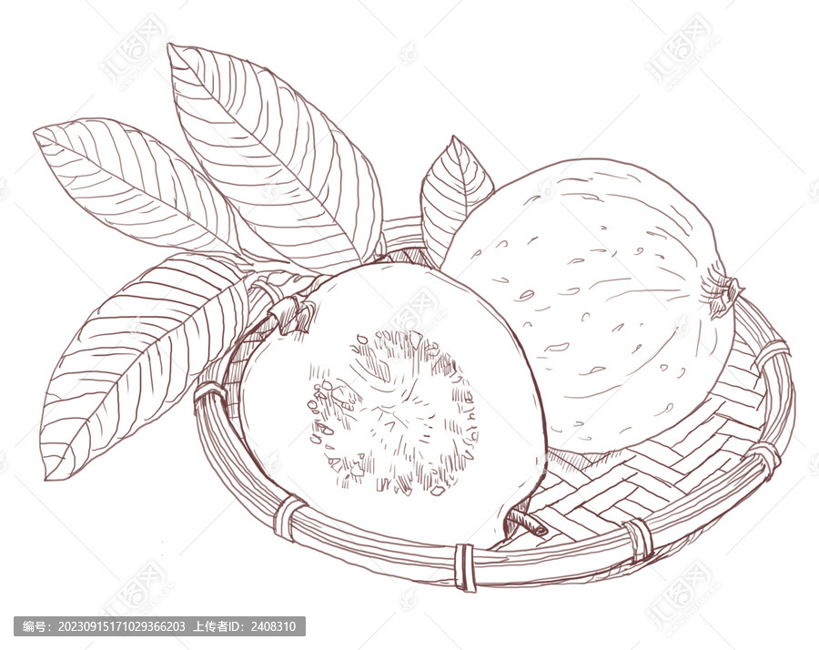 芭樂果番石榴手繪素描插畫