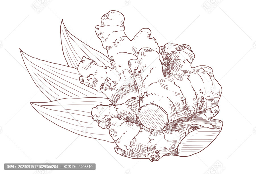 生姜單色素描線描插畫