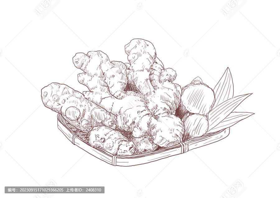 單色插畫生姜素描線描