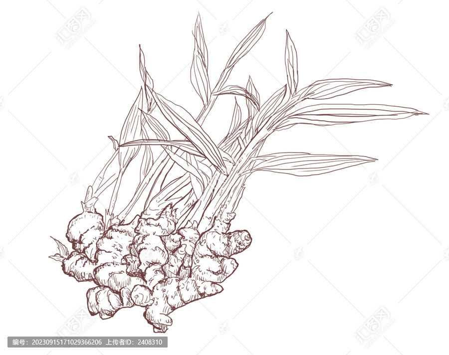 生姜素描線描單色插畫