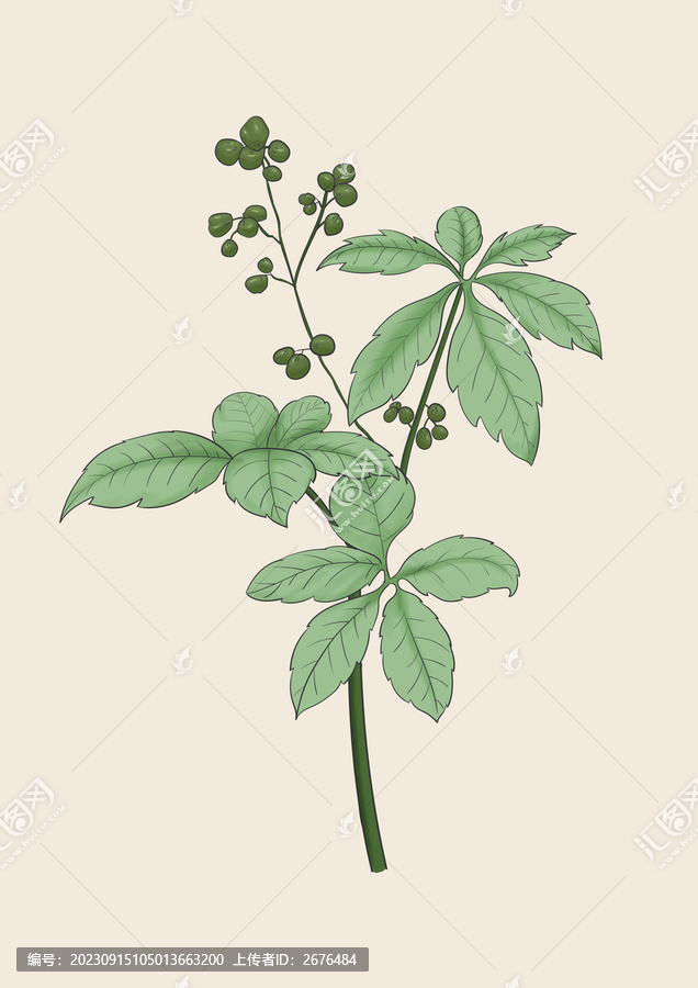 絞股藍原創(chuàng)手繪
