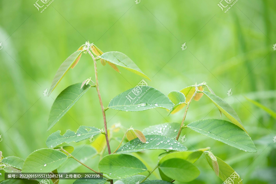 生机勃勃的小树苗上的露珠