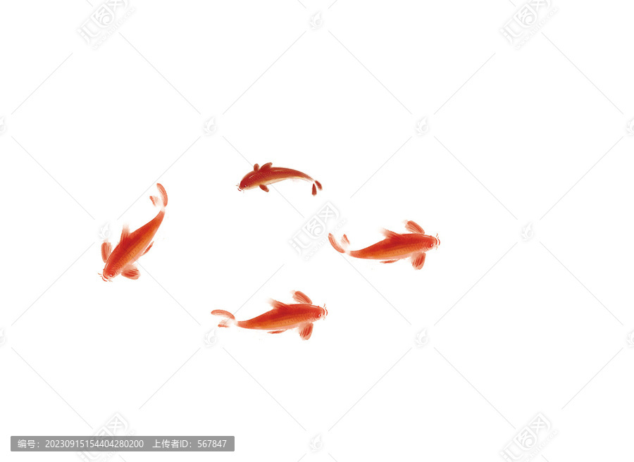 紅錦鯉