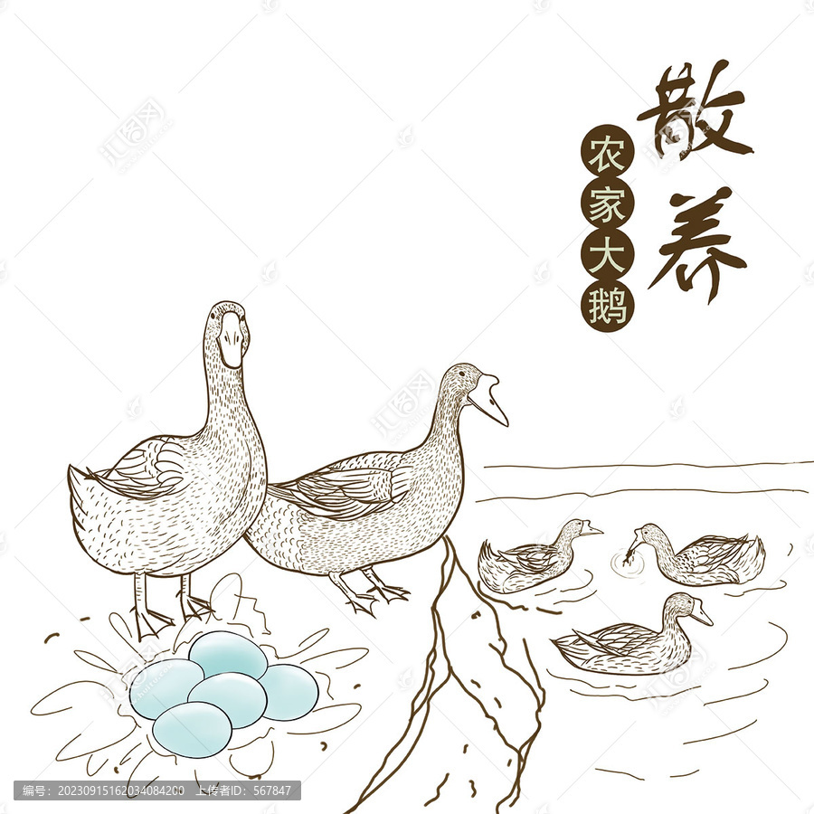 大白鵝黑白線描