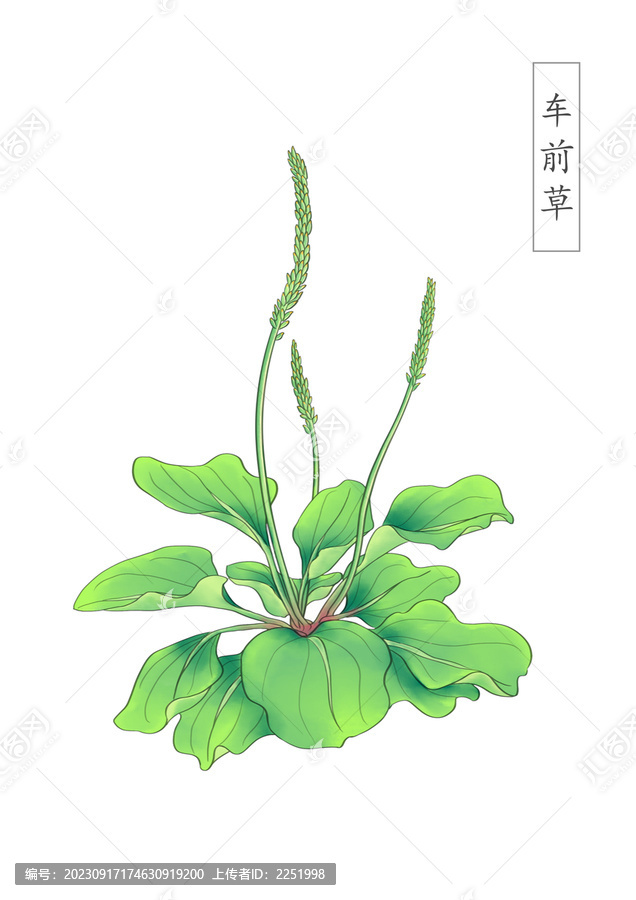 手繪車前草