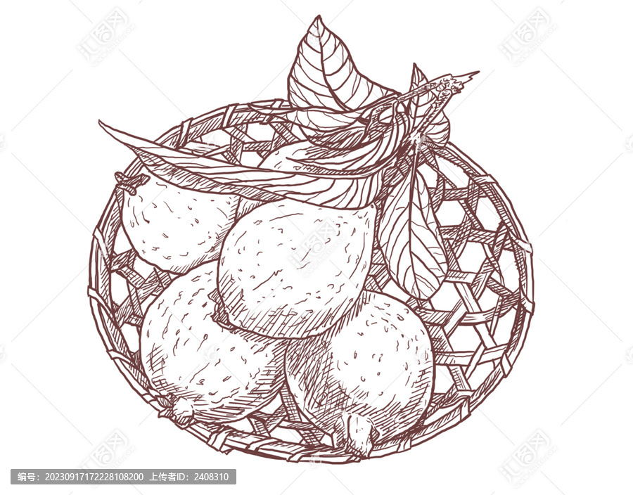 番石榴手繪素描插畫芭樂果