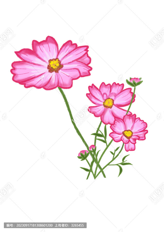 波斯菊格?；t色花朵