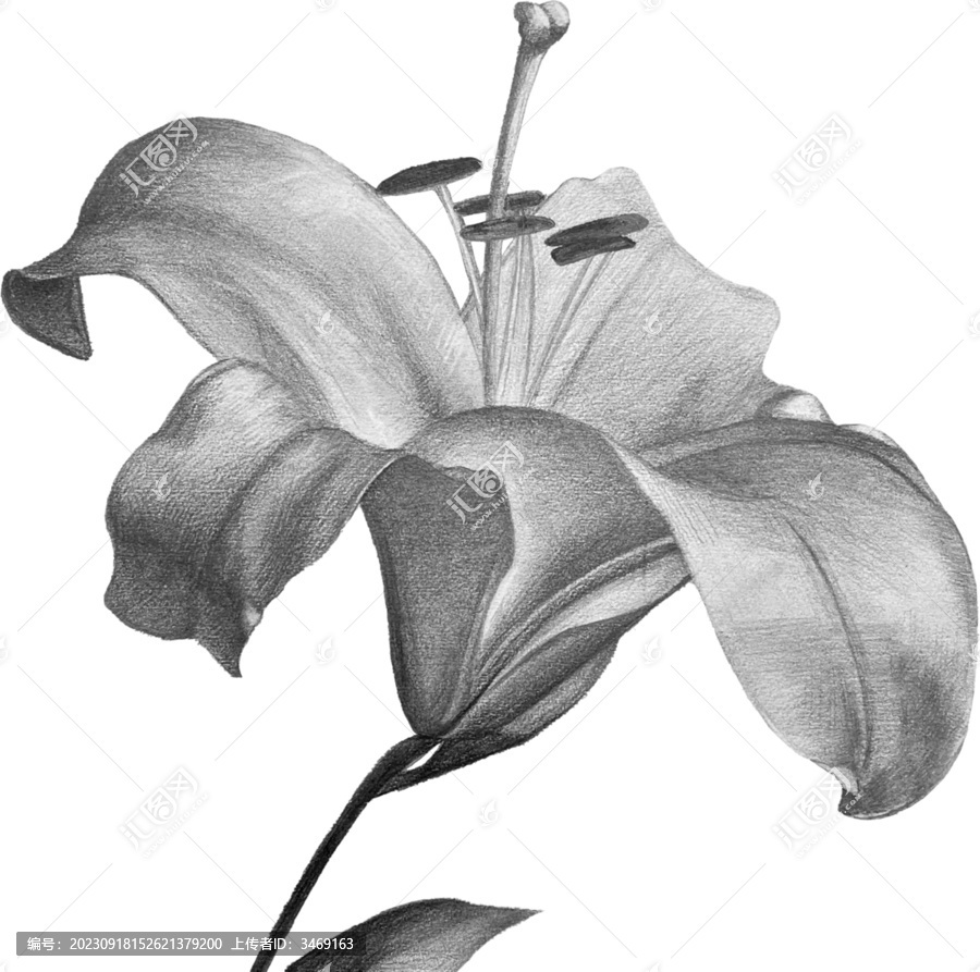 素描手繪百合花卉
