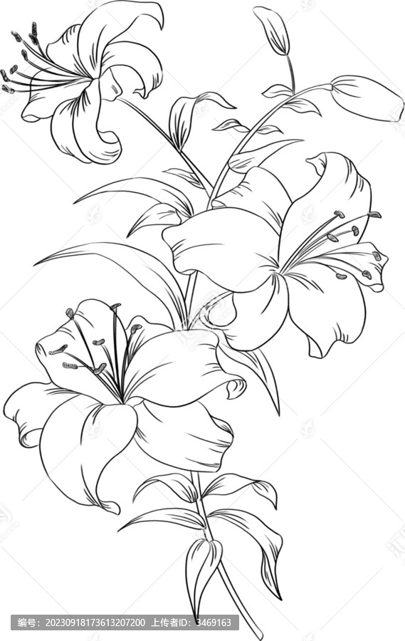 素描手繪百合花束線稿