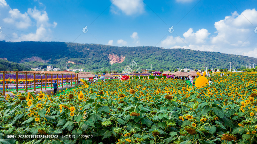 岳阳麻布山向日葵