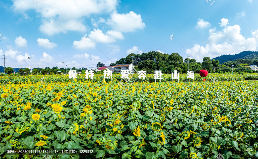 岳阳麻布大山向日葵